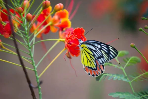 Una Hermosa Mariposa Common Jezabel Delias Eucharis Está Sentada Sobre —  Fotos de Stock