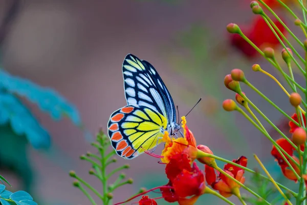 Güzel bir Jezebel Kelebeği (Delias eucharis), Hindistan 'ın Hyderabad kentinde bulunan bulanık yeşil arka planda bulunan renkli kanatların yakın plan görüntüsü olan Royal poinciana çiçeklerinin üzerinde oturmaktadır.