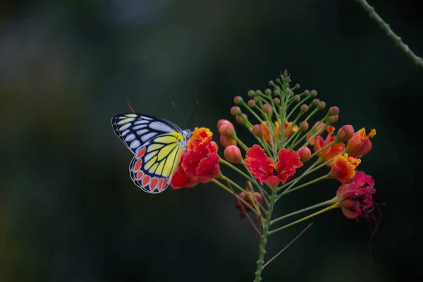 Krásný Motýl Jezebel Delias Eucharis Sedí Květinách Royal Poinciana Zblízka — Stock fotografie