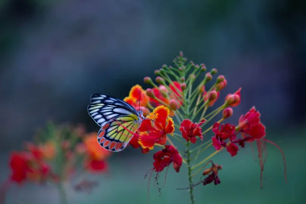 Piękny Motyl Jezebel Delias Eucharis Siedzi Królewskich Kwiatów Poinciana Bliska — Zdjęcie stockowe