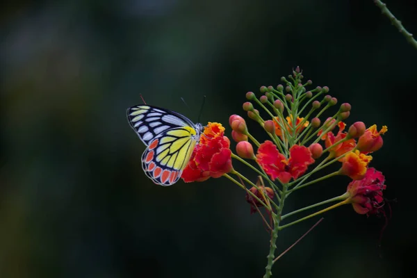 Piękny Motyl Jezebel Delias Eucharis Siedzi Królewskich Kwiatów Poinciana Bliska — Zdjęcie stockowe