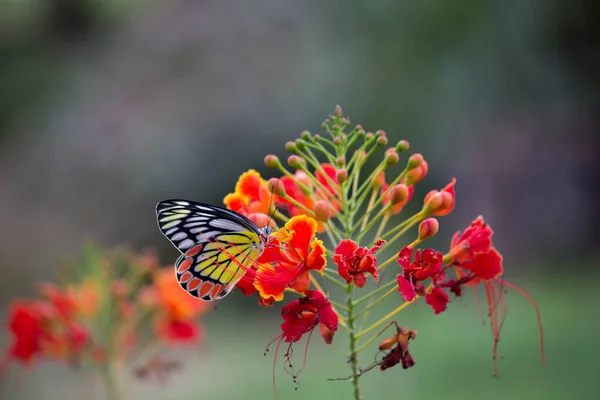 美しい共通のジーゼベル蝶 Delas Eucharis がロイヤルポインチアナの花の上に座っています — ストック写真