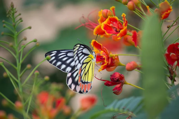 美しい共通のジーゼベル蝶 Delas Eucharis がロイヤルポインチアナの花の上に座っています — ストック写真