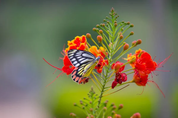 Piękny Motyl Jezebel Delias Eucharis Siedzi Królewskich Kwiatów Poinciana Bliska — Zdjęcie stockowe