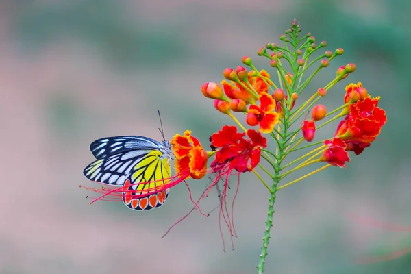 美しい共通のジーゼベル蝶 Delas Eucharis がロイヤルポインチアナの花の上に座っています — ストック写真