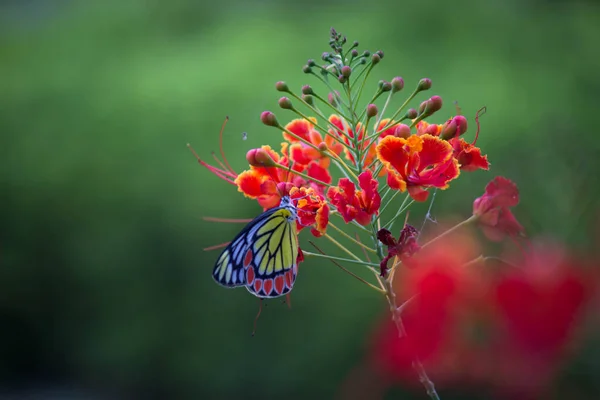 Vakker Jezebel Sommerfugl Delias Eucharis Sitter Kongelige Poinciana Blomster Nærbilde – stockfoto