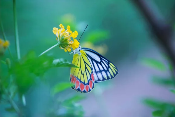 A female Delias eucharis, the common Jezebel, is a medium-sized pierid butterfly found resting on to the flower plant in a public park in India the striped colors of the butterfly is very attractive