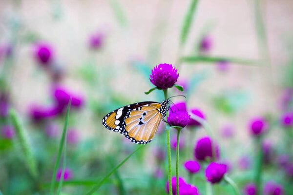 Close up of Plain Tiger (Danaus chrysippus) butterflies mating on the flower plant with a nice soft green blurry background.