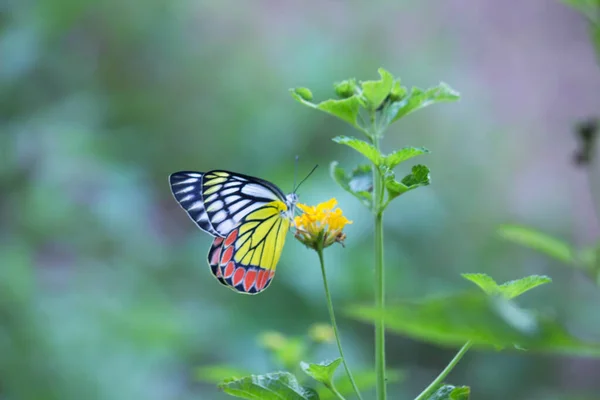 Una Femmina Delias Eucharis Comune Jezebel Una Farfalla Pierid Medie — Foto Stock