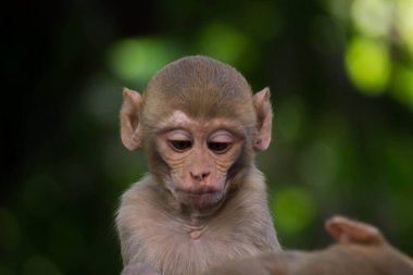 Rhesus makakları, kırmızı yüzlü ve arkalı maymunlar ya da kahverengi primatlar olarak bilinen Macaca veya Mullata maymunlarıdır.