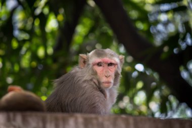 Rhesus makakları, kırmızı yüzlü ve arkalı maymunlar ya da kahverengi primatlar olarak bilinen Macaca veya Mullata maymunlarıdır.