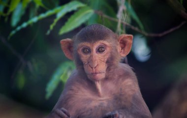 Rhesus makakları, kırmızı yüzlü ve arkalı maymunlar ya da kahverengi primatlar olarak bilinen Macaca veya Mullata maymunlarıdır.
