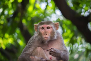 Rhesus makakları, kırmızı yüzlü ve arkalı maymunlar ya da kahverengi primatlar olarak bilinen Macaca veya Mullata maymunlarıdır.