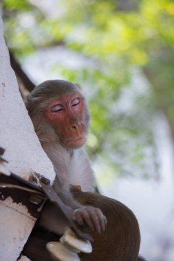 Rhesus makakları tanıdık kahverengi primatlardır. Kırmızı yüzlü ve arkası olan maymunlar da yaz öğleden sonra ağacın altında uyuyan Macaca ya da Mullata olarak bilinir. 