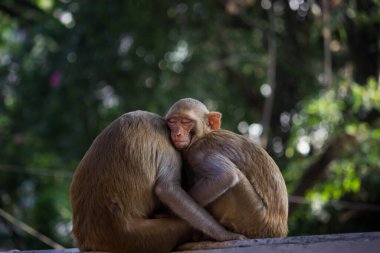 Rhesus makakları tanıdık kahverengi primatlardır. Kırmızı yüzlü ve arkası olan maymunlar da yaz öğleden sonra ağacın altında uyuyan Macaca ya da Mullata olarak bilinir. 