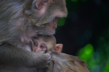Annesinin kollarında bebek Rhesus Macaque Maymunu 'nun portresi. Çok tatlı ve sevimli.
