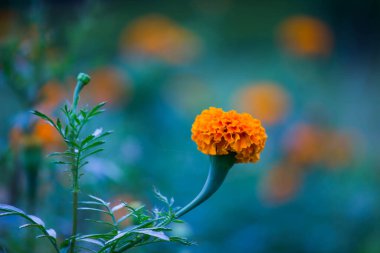  Tagetes, Asteraceae familyasından yıllık veya uzun ömürlü bir bitki cinsidir. 