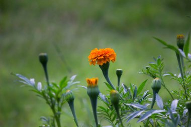  Tagetes, Asteraceae familyasından yıllık veya uzun ömürlü bir bitki cinsidir. 