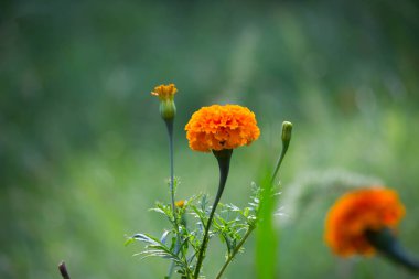  Tagetes, Asteraceae familyasından yıllık veya uzun ömürlü bir bitki cinsidir. 