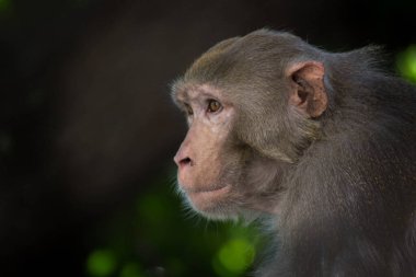 Rhesus makakları, kırmızı yüzlü ve arkalı maymunlar ya da kahverengi primatlar olarak bilinen Macaca veya Mullata maymunlarıdır.