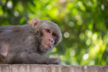 Rhesus makakları, kırmızı yüzlü ve arkalı maymunlar ya da kahverengi primatlar olarak bilinen Macaca veya Mullata maymunlarıdır.