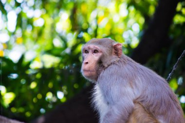 Rhesus makakları, kırmızı yüzlü ve arkalı maymunlar ya da kahverengi primatlar olarak bilinen Macaca veya Mullata maymunlarıdır.
