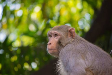 Rhesus makakları, kırmızı yüzlü ve arkalı maymunlar ya da kahverengi primatlar olarak bilinen Macaca veya Mullata maymunlarıdır.