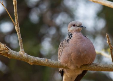 Doğu kaplumbağası güvercini ya da kuş familyası Columbidae 'nin bir üyesidir. Güvercinler ve güvercinler, ağaç dalında otururlar. 