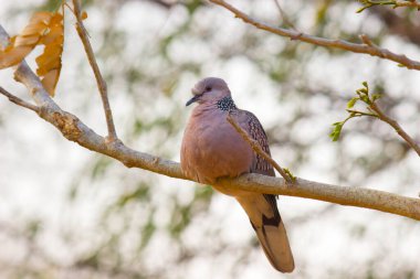 Doğu kaplumbağası güvercini ya da kuş familyası Columbidae 'nin bir üyesidir. Güvercinler ve güvercinler, ağaç dalında otururlar. 