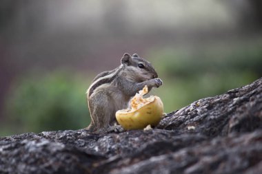 Doğu kaplumbağası güvercini ya da kuş familyası Columbidae 'nin bir üyesidir. Güvercinler ve güvercinler..