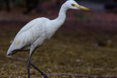 Bubulcus ibis ya da Heron (İngilizce: Bubulcus ibis veya Hermonly known as the Cattle Egret), balıkçılgiller (Felidae) familyasından tropiklerde, subtropik bölgelerde ve ılıman bölgelerde yaşayan bir balıkçıldır. Bubulcus, Bubulcus cinsinin tek üyesidir., 