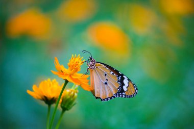 Danaus chrysippus, Afrika kraliçesi, Asya, Avustralya ve Afrika 'da yaygın olarak görülen orta büyüklükte bir kelebek türüdür. Fırça ayaklı kelebek familyası Nymphalidae 'nin Danainae alt familyasına aittir.
