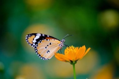Danaus chrysippus, Afrika kraliçesi, Asya, Avustralya ve Afrika 'da yaygın olarak görülen orta büyüklükte bir kelebek türüdür. Fırça ayaklı kelebek familyası Nymphalidae 'nin Danainae alt familyasına aittir.