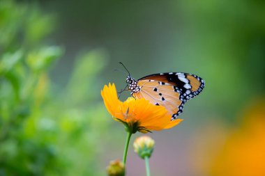 Danaus chrysippus, Afrika kraliçesi, Asya, Avustralya ve Afrika 'da yaygın olarak görülen orta büyüklükte bir kelebek türüdür. Fırça ayaklı kelebek familyası Nymphalidae 'nin Danainae alt familyasına aittir.