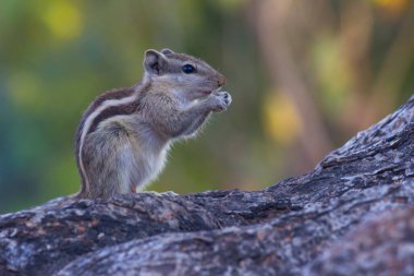 Sincaplar Sciuridae familyasının küçük ya da orta büyüklükteki kemirgenleri içeren bir ailesidir. Sincap familyasına ağaç sincapları, yer sincapları, sincaplar, dağ sıçanları, uçan sincaplar ve diğer kemirgenler arasında çayır köpekleri de dahildir.
