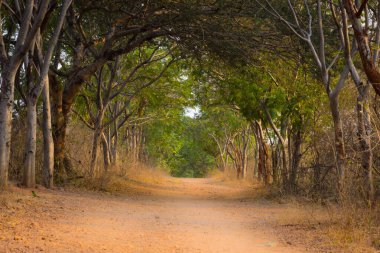 Gün boyunca güzel bir tünel ya da doğa yolu. 