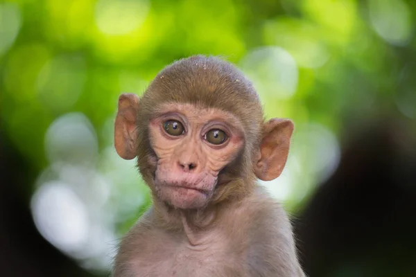 Rhesus Makaky Opice Jsou Známé Hnědé Primáty Nebo Opice Červenými — Stock fotografie