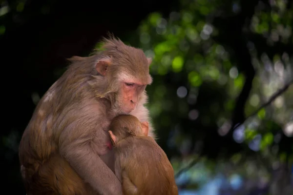 Portrait Baby Rhesus Macaque Monkey Her Mother Arms Cute Adorable — Stock Photo, Image