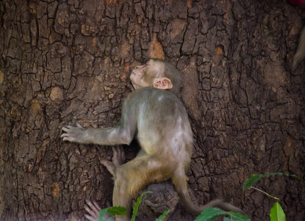 Macacos Rhesus Macaco São Primatas Marrons Familiares Macacos Com Rostos — Fotografia de Stock