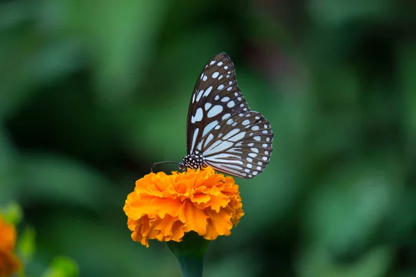 Kék Pöttyös Fejőfű Pillangó Vagy Danainae Vagy Tejgyom Pillangó Táplálkozás — Stock Fotó