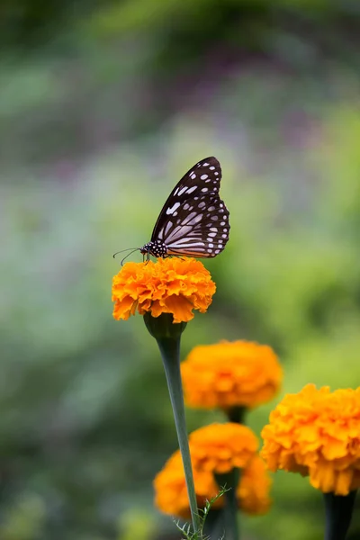 Blue Spotted Milkweed Butterfly Danainae Milkweed Butterfly Feeding Marigold Lower — Stock Photo, Image