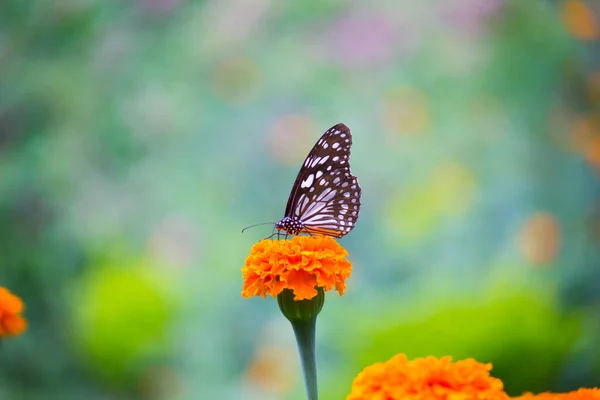 Papillon Asclépiade Points Bleus Danainae Papillon Asclépiade Nourrissant Sur Les — Photo