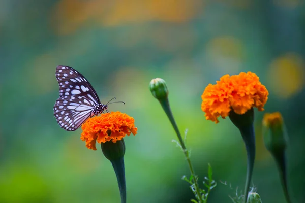 Papillon Asclépiade Points Bleus Danainae Papillon Asclépiade Nourrissant Sur Les — Photo