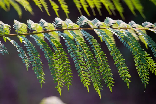 Tropiska Regnskog Bladväxter Buskar Ormbunkar Gröna Blad Philodendrons Och Tropiska — Stockfoto