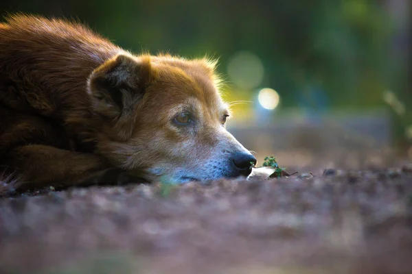 Perro Callejero Acostado Durmiendo Tranquilamente Suelo Parque Público India — Foto de Stock