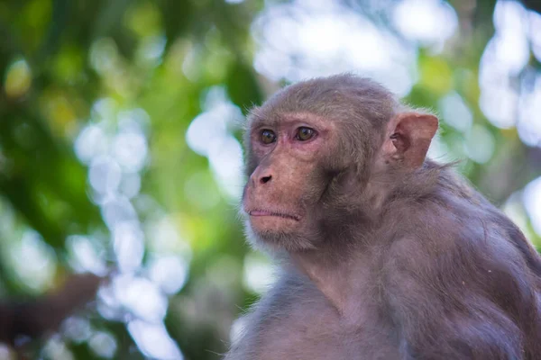 Rhesus Makaken Aap Zijn Bekende Bruine Primaten Apen Met Rode — Stockfoto