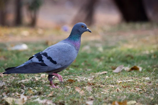 Индийский Голубь Каменный Голубь Indian Pigeon Rock Dove Голубь Скальный — стоковое фото