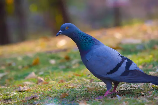 Hindistan Güvercini Rock Dove Kaya Güvercini Kaya Güvercini Veya Güvercin — Stok fotoğraf