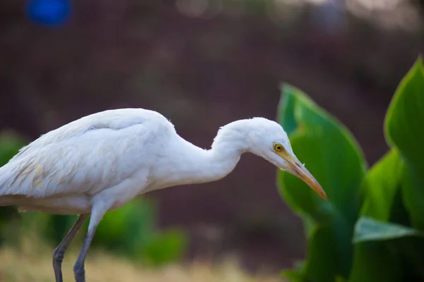 Bubulcus Ibis Heron Common Known Cattle Egret Космополітичний Вид Зустрічається — стокове фото