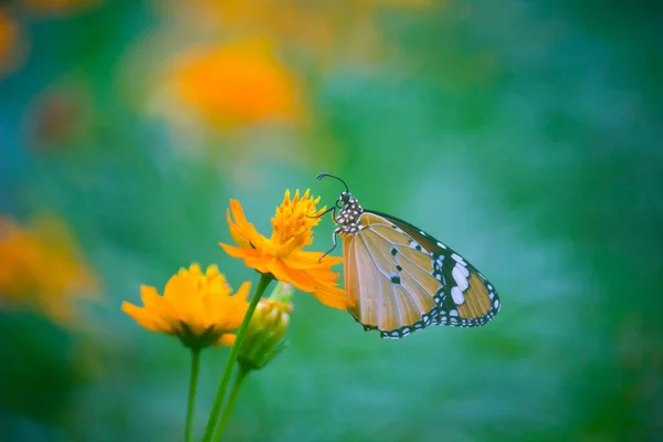 Danaus Chrysippus También Conocido Como Tigre Llano Reina Africana Monarca — Foto de Stock